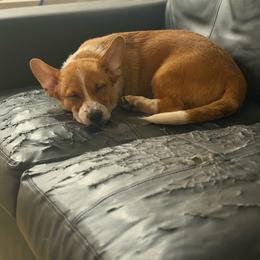 Nature - Fawn male Companion Cross puppy in San Francisco, California from Stonewall Cowboy Corgis