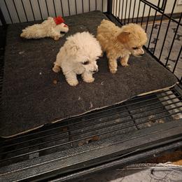 Poodle Puppies from ROYAL VISTA