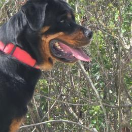 Yutta - Rottweiler