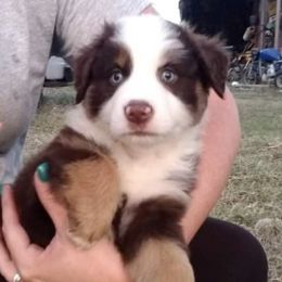 Australian Shepherds from Meadows Wagging Tails