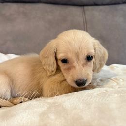 Aspen - Cream female Dachshund puppy in Jonesboro, Illinois from Twin Hills Dachshunds