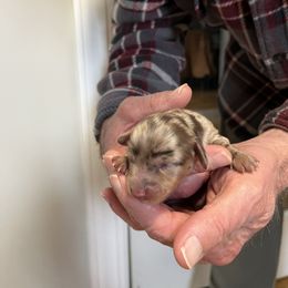 Nevaeh - Dapple female Dachshund puppy in Pleasant Garden, North Carolina from Milky Way Miniature Dachshunds