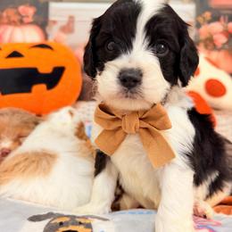 Checker - Black and white male Cavapoo puppy in Dickerson, Maryland from Pawsome Aussie Doodles and Oodles