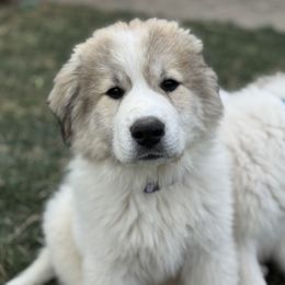 Great Pyrenees Puppies from Sapphire Valley Great Pyrenees