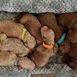Poodle puppies from Solid Rock Ranch Poodles