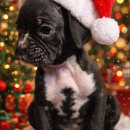 Sealy - Brindle male Boxer puppy in Pine River, Wisconsin from Jenks Boxers