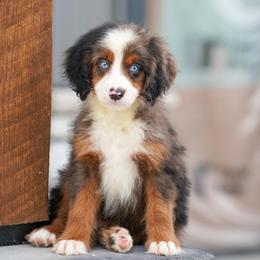 Sally - Blue merle female Bernedoodle puppy in Dundee, Ohio from Down Home Doodle