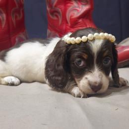 Boy 3 - male Dachshund puppy in Austin, Texas from Glorious Minis