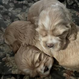 Cocker Spaniel Puppies from Western Kentucky Cockers