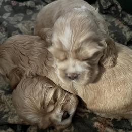Cocker Spaniel Puppies from Western Kentucky Cockers