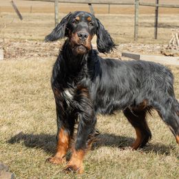 Olo - Gordon Setter