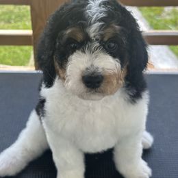 Ila - Tri-color female Bernedoodle puppy in Greeneville, Tennessee from My Two Doodles