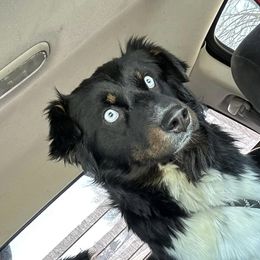 Jade - Australian Shepherd