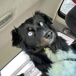 Jade - Australian Shepherd