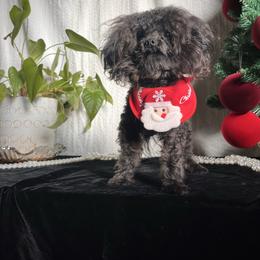 Bear - Black male Assorted Doodle Crosses puppy in Hesperia, California from House of Poodles