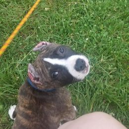 American Pit Bull Terrier Puppies from Kaotic APBTs