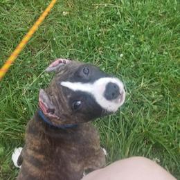 American Pit Bull Terrier Puppies from Kaotic APBTs