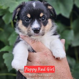 Poppy - Black and tan female American Corgi puppy in Boise, Idaho from Porter Creek Corgis