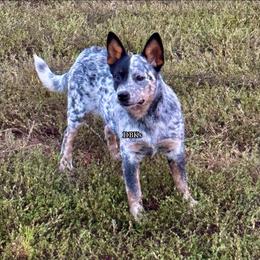 Risk - Australian Cattle Dog