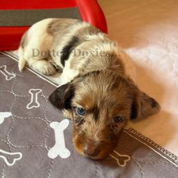 Salsa - Dapple male Dachshund puppy in Havana, Florida from Dotted Doxies