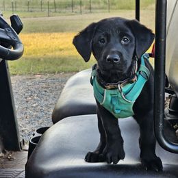 Golden Retriever and Labrador Retriever Puppies from Folklore Canine L.L.C