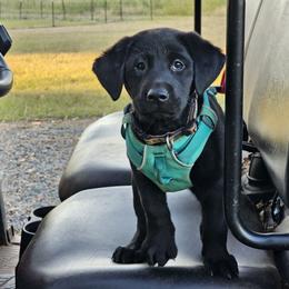 Golden Retriever and Labrador Retriever Puppies from Folklore Canine L.L.C