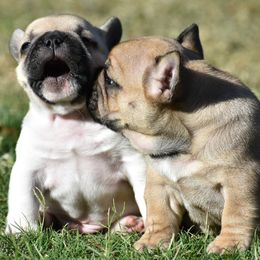 French Bulldogs from Rimix Frenchies