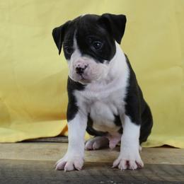 4 - male Alapaha Blue Blood Bulldog puppy in Grafton, Ohio from Eclipse Alapaha Kennels