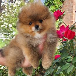 Orange Sable Boy - Orange sable male Pomeranian puppy in Broomfield, Colorado from Diamond-Pom