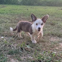Abrams - Brindle and white female Cardigan Welsh Corgi puppy in Bland, Missouri from Shadey Lane Corgis