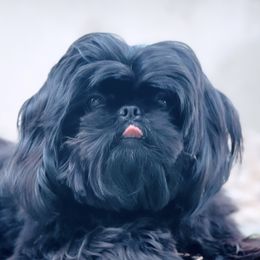 Stella - Shih Tzu