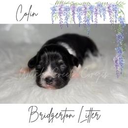 Colin - Black and white male American Corgi puppy in Greenwood, Indiana from Witch Creek Corgis