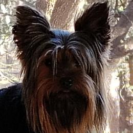 Poodles, Yorkipoos, and Yorkshire Terriers from Desert Flower Breeders