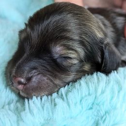 Dachshund Puppies from Sunflower Dachshunds