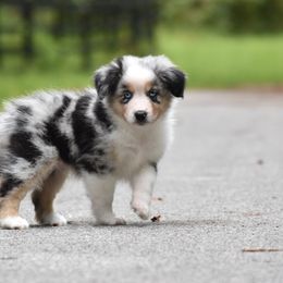 Flashbang - Blue merle male Miniature American Shepherd puppy in Gainesville, Florida from MarvelMAS Miniature American Shepherds