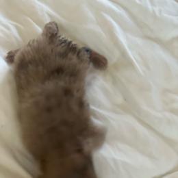 Boy 2 - Chocolate male Pomeranian puppy in Brentwood, California from Royalpawpoms