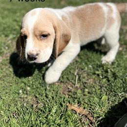 Georgie AKC - Black tan and white male Beagle puppy in Rogersville, Missouri from Hales Little Beagle Haven
