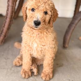Caramel - Apricot male Goldendoodle puppy in Glendale, Arizona from CocoLove Doodles