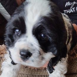 Cocker Spaniel puppies from Joron Cockers