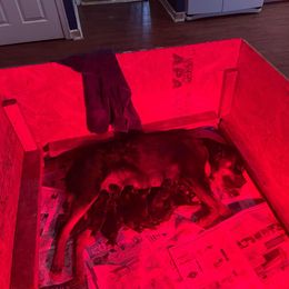 Rottweiler and Yorkshire Terrier Puppies from Superior Family Kennels