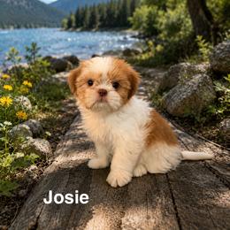 Lucy-Josie - Red and white female Shih Tzu puppy in Kettering, Ohio from The Ruff Life Tribe