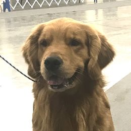 Carson - Golden Retriever