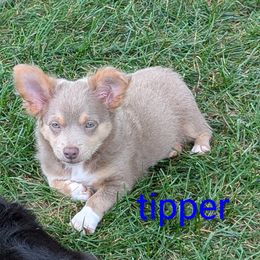Tipper ACA - Blue and tan male Chihuahua puppy in Cornwall, Pennsylvania from Goodlen Pups