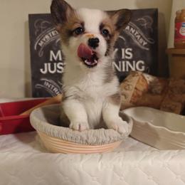 Rafiki - Sable female Pembroke Welsh Corgi puppy in Saint John, Washington from Fuzzbutt Farm's Corgis