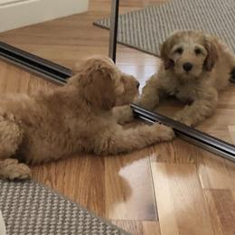 Australian Labradoodle Puppies from Red Rock Doodles