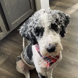 Millie - Merle female Labradoodle puppy in Dothan, Alabama from Circle City Labradoodles