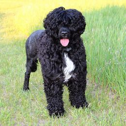 Maya - Portuguese Water Dog