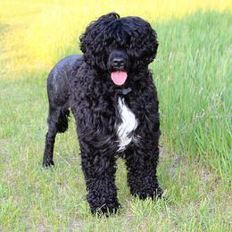 Maya - Portuguese Water Dog