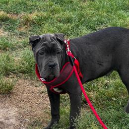 Bobby - Gray male Cane Corso puppy in El Dorado, Arkansas from Lower Arkansas Cane Corso