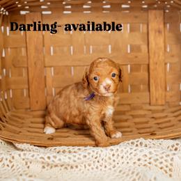 Darling - Red  female Goldendoodle puppy in Hazel Green, Alabama from Fitzy Doodles of Alabama